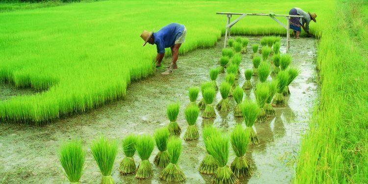 problems-in-rainfed-agriculture-with-pictures-presentation