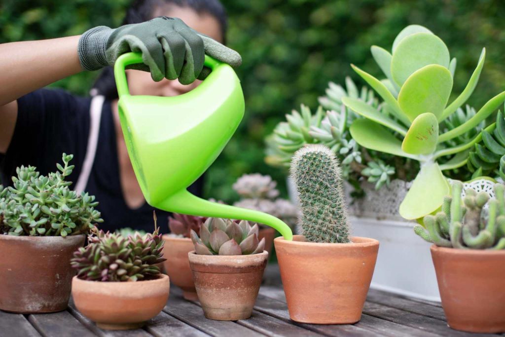 How to water your succulent plants the right way