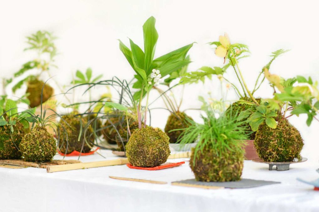 Kokedama: the Japanese plant-growing method that banishes pots forever Kokedama: the Japanese plant-growing method that banishes pots forever
