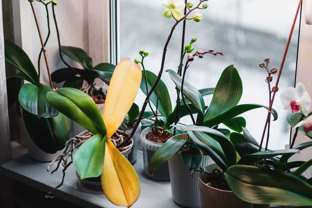 Why do orchids have yellow leaves