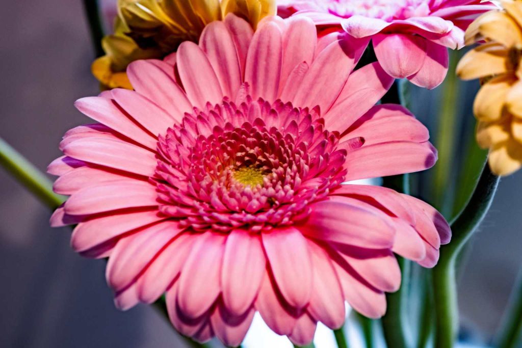 Gerbera not blooming? Here’s what you can do to help your plant thrive