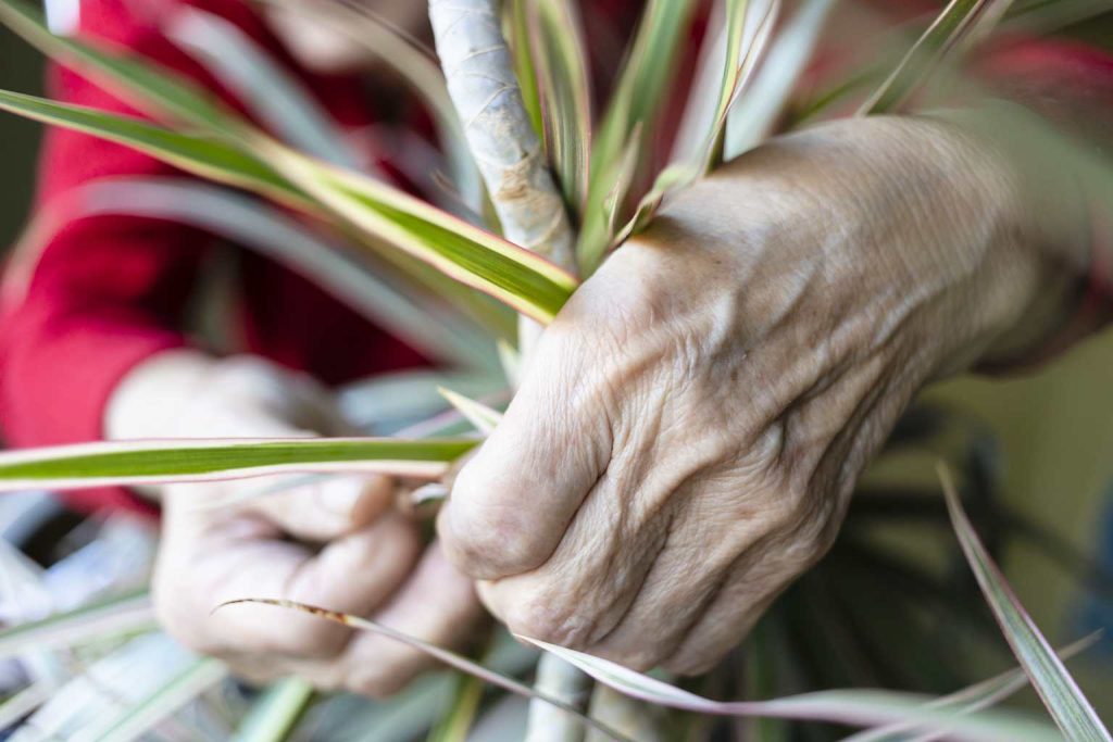 How to multiply dracaena and grow new plants easily