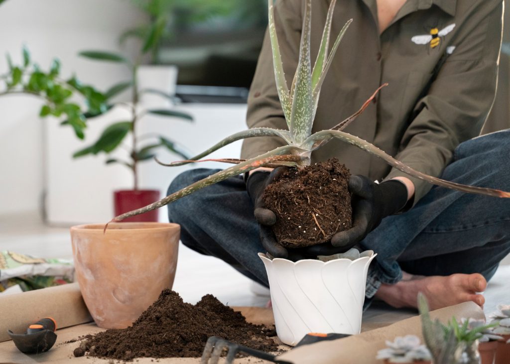 How to repot plants the right way to help them grow healthy and strong