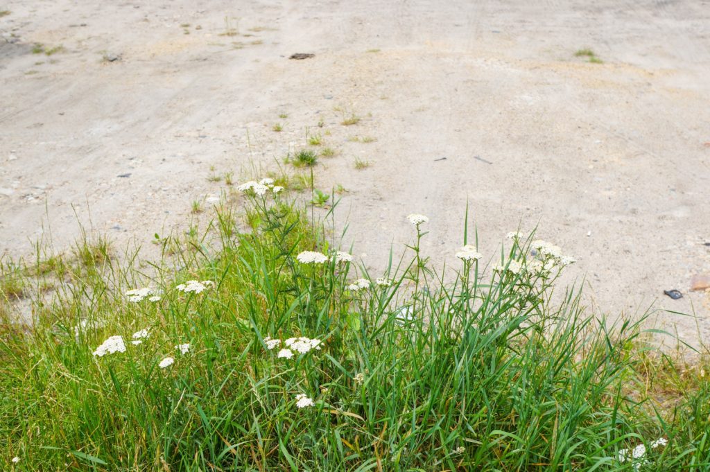 How to effectively get rid of weeds in your garden without chemicals