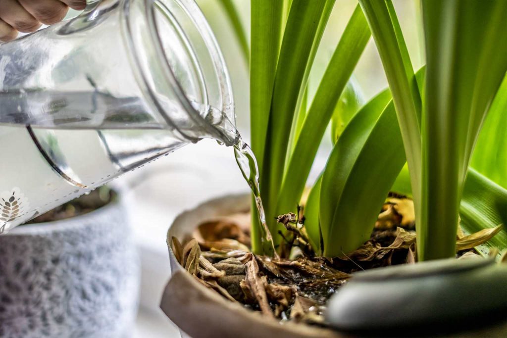 How to fix it if you’ve watered your plant too much