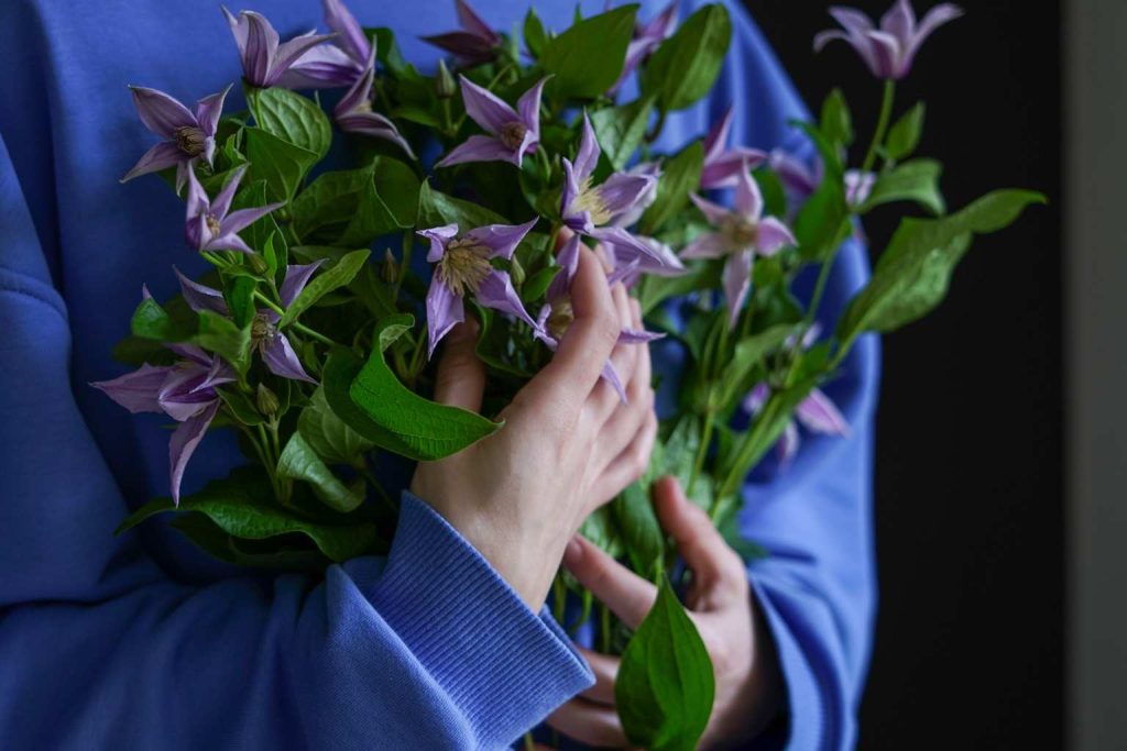 Small guide to pruning clematis for healthy growth and beautiful blooms Small guide to pruning clematis for healthy growth and beautiful blooms