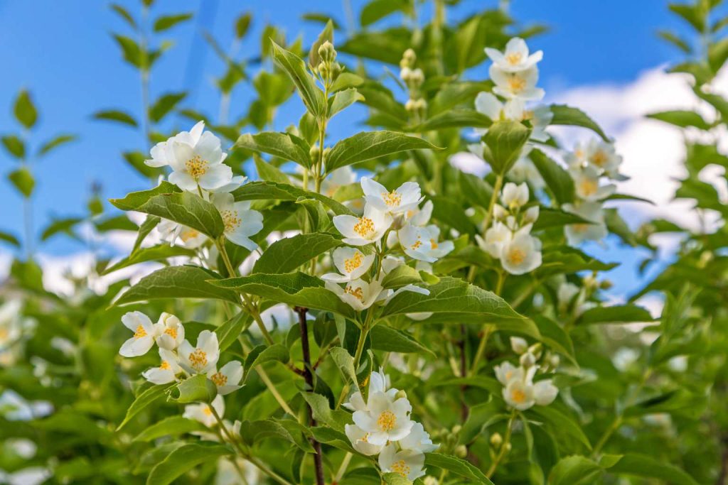 How and when to prune jasmine for a thriving garden or balcony