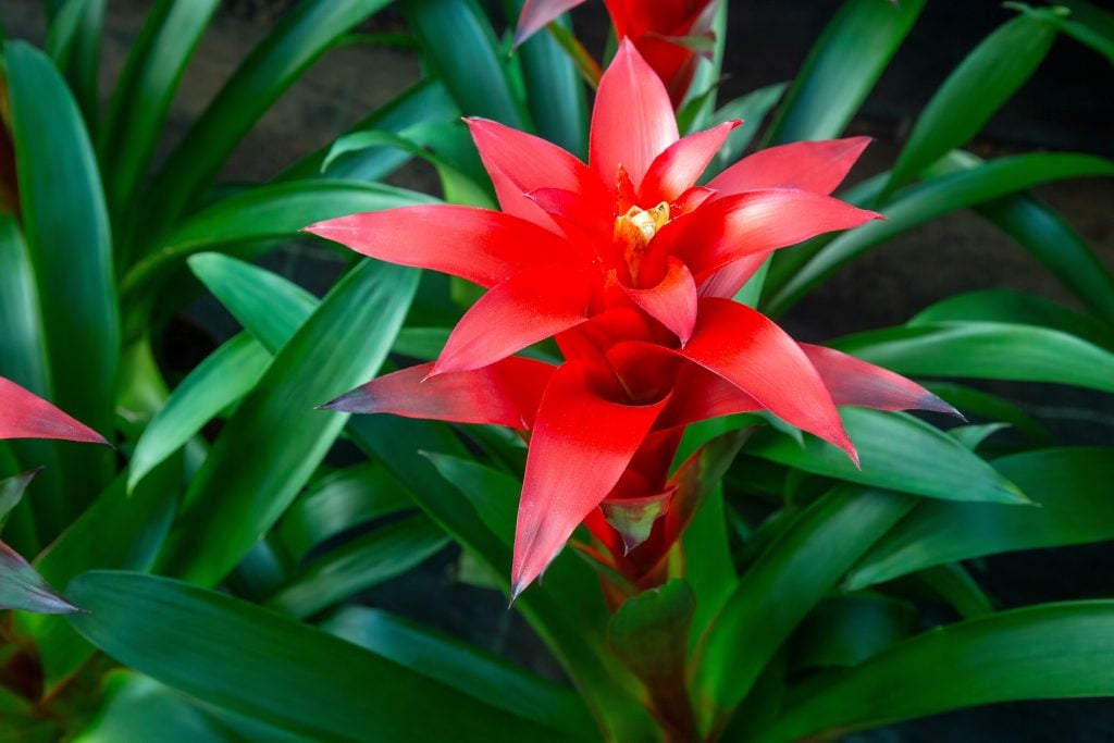 Guzmania care tips to keep leaves vibrant and colorful