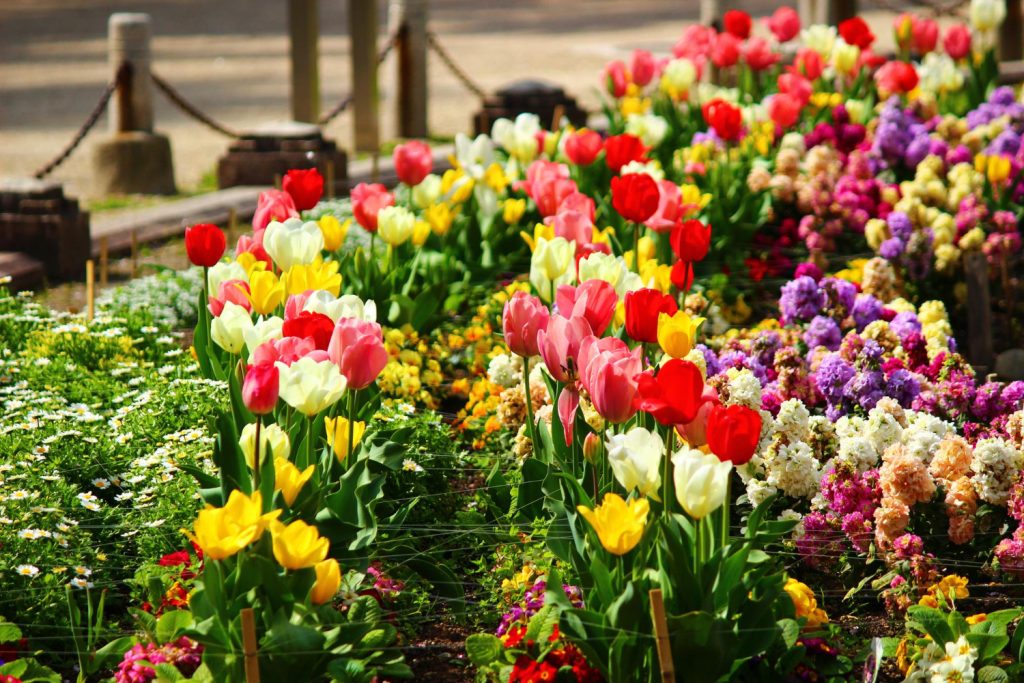 He thought planting in autumn was useless but his blooming garden proved him spectacularly wrong He thought planting in autumn was useless but his blooming garden proved him spectacularly wrong