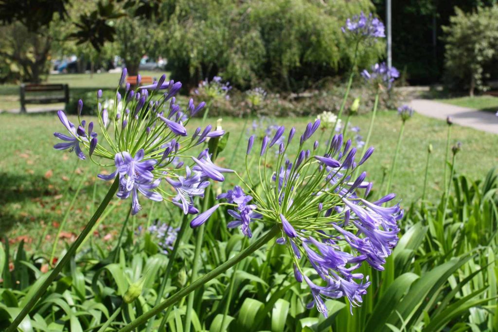 How a simple September cut can transform your Agapanthus bloom next summer