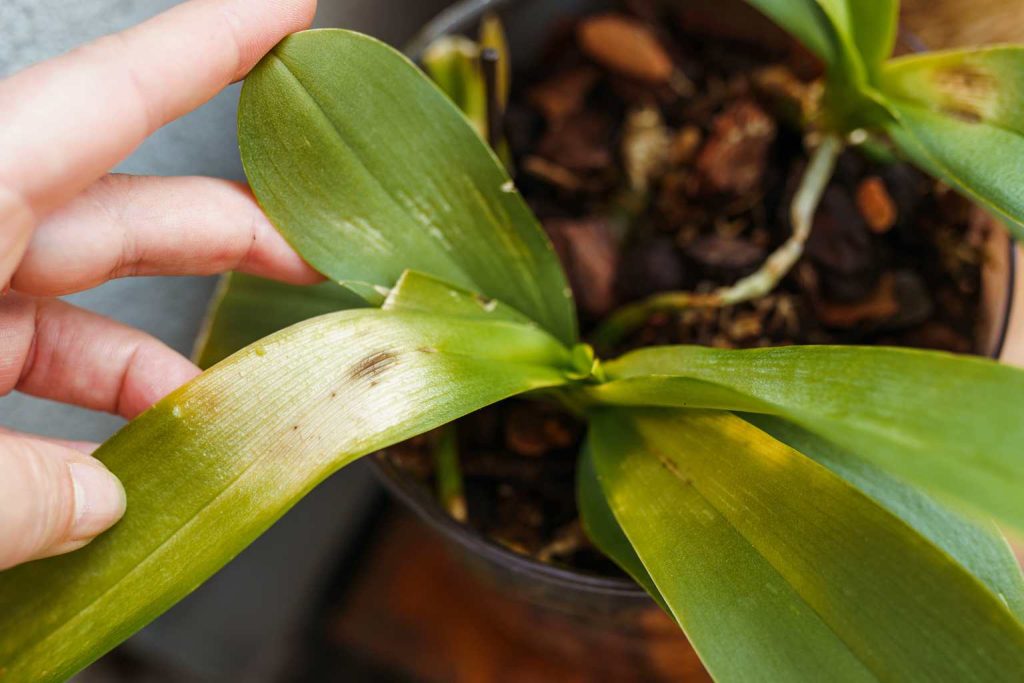 How to care for your orchid when it isn’t blooming