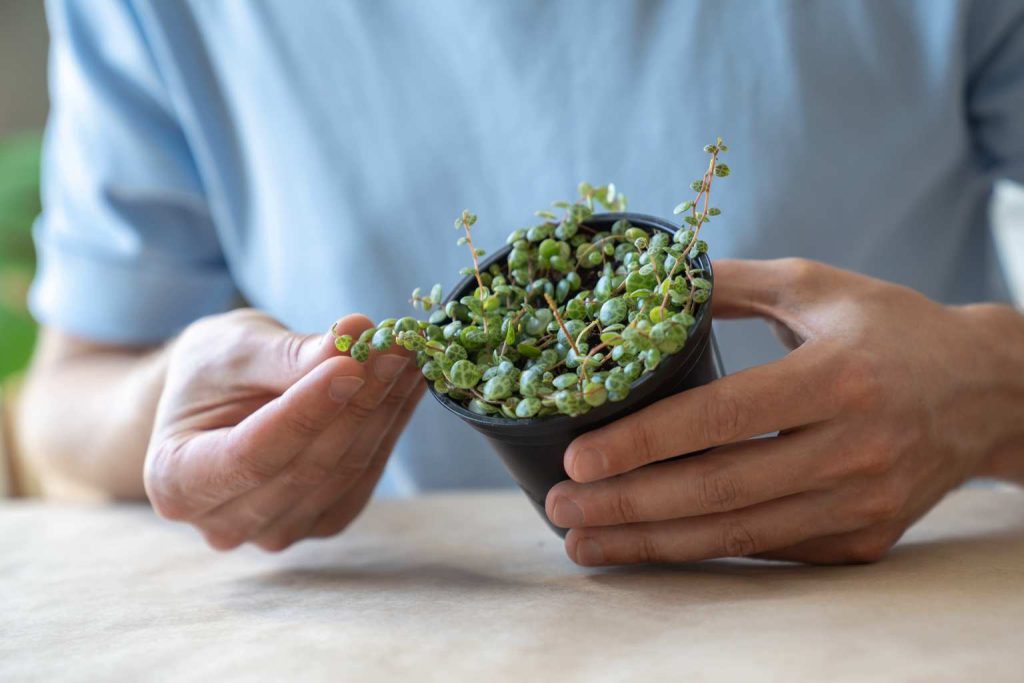 How to save a peperomia plant that’s rotting