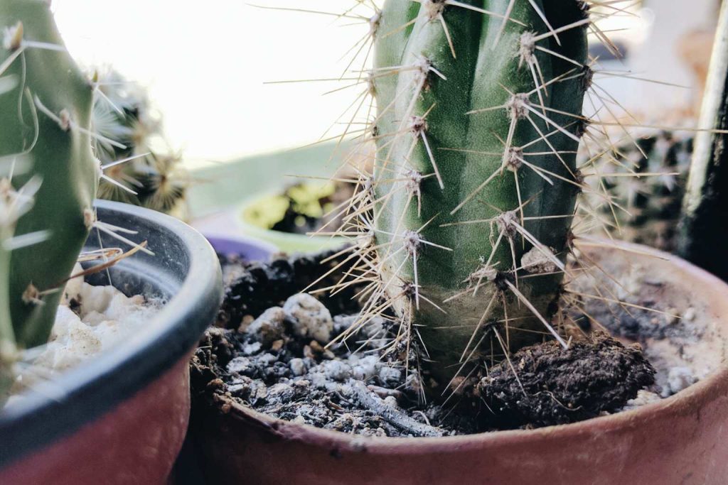 Mold on plants how to identify and get rid of it