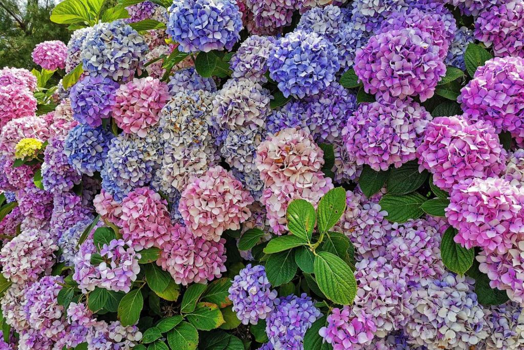 Take this quick quiz and find the perfect hydrangea for your garden today