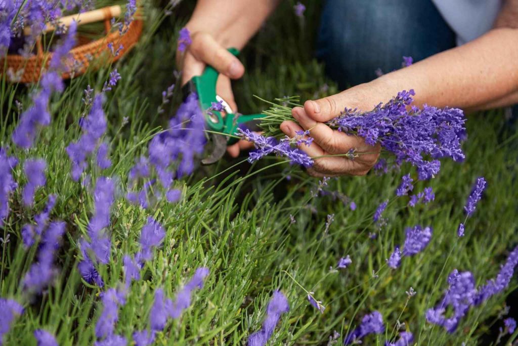 The autumn step you must not forget if you want to keep your lavender for 10 years