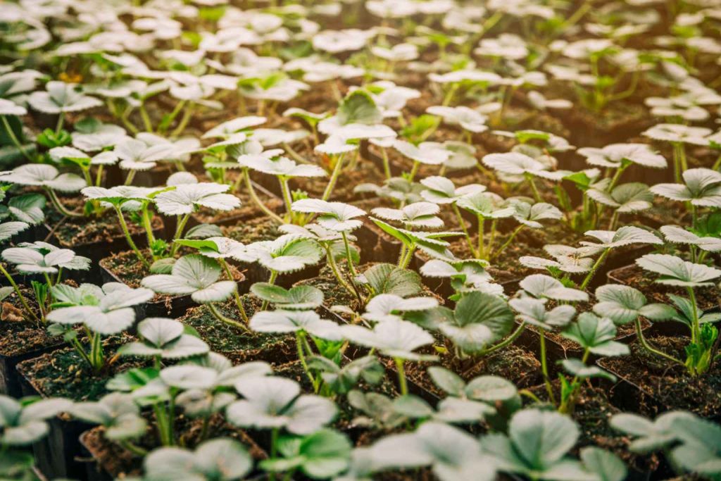 This autumn ground cover could help you lose weight nutritionists love its