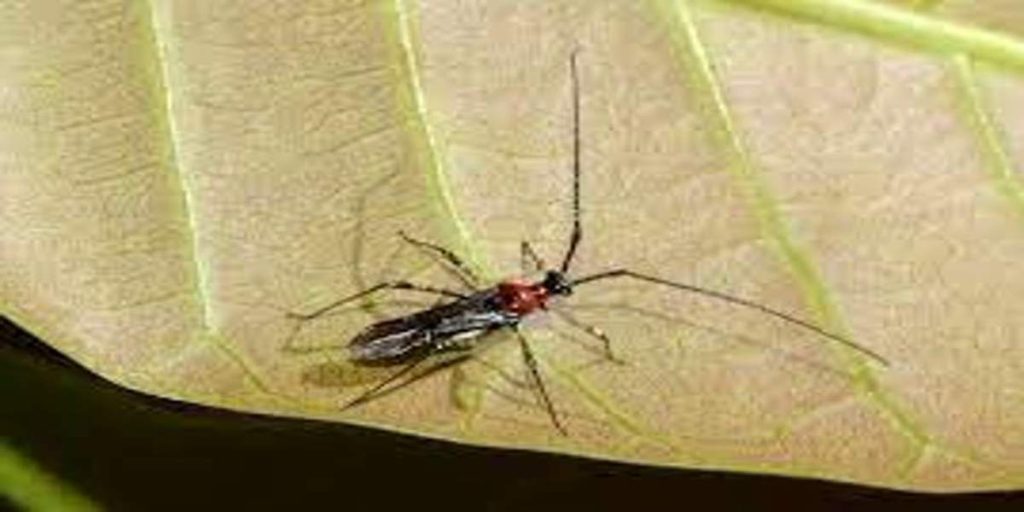 Tea Mosquito Bug Tea Mosquito Bug