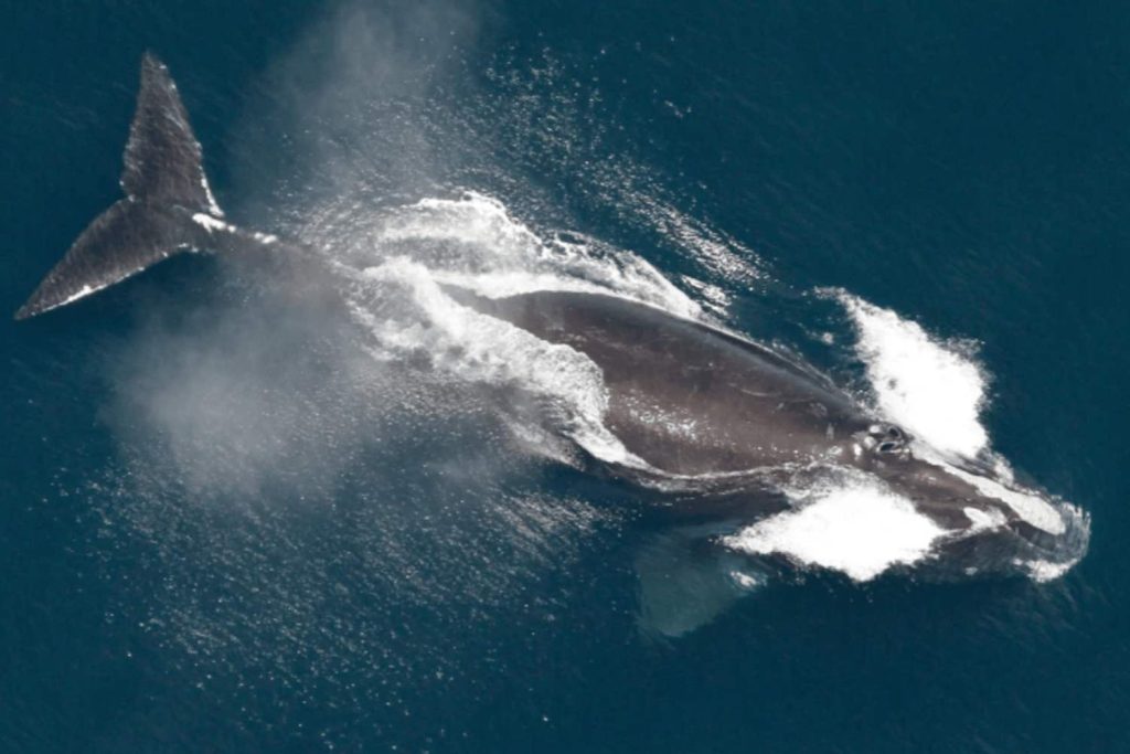 Scientists stunned as one of the world’s rarest whales returns from the brink