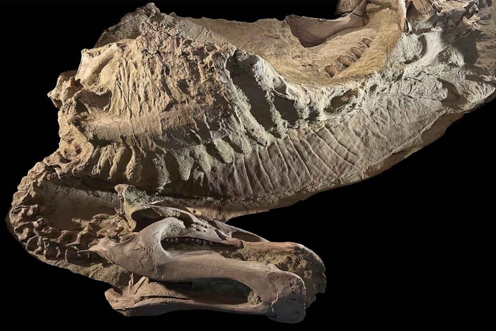 166 million year old dog-sized baby dinosaur fossil discovered on Isle of Skye sparks new Jurassic insights