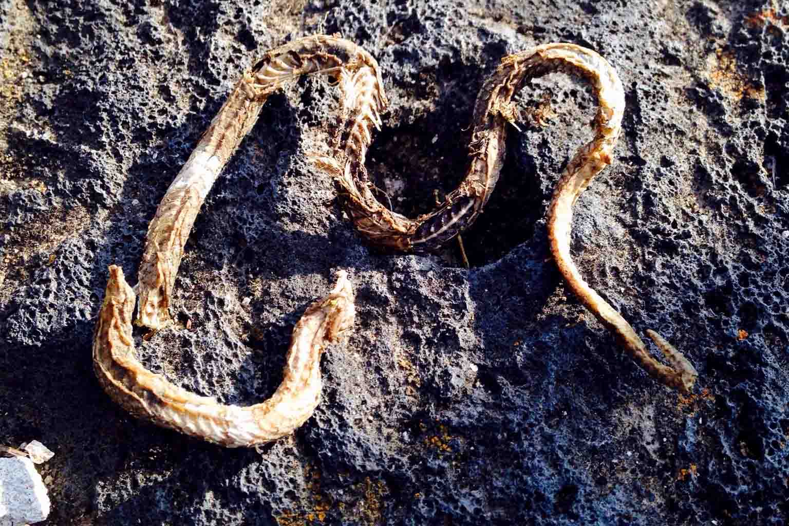 old snake fossil discovery reveals surprising new insights into reptile evolution