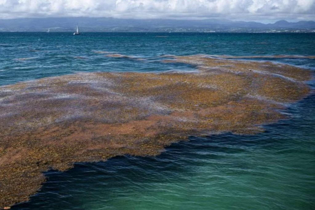 An unprecedented ocean event: how the Great Atlantic Sargassum Belt keeps expanding every year
