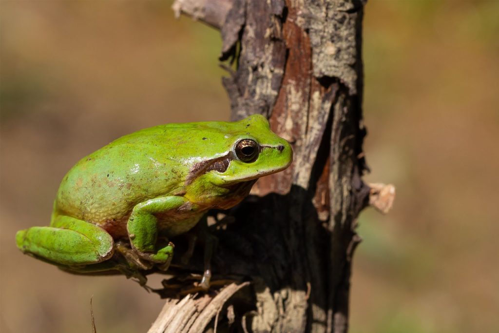 Ancient frog fossil rewrites australia’s evolutionary history and tree frog timeline