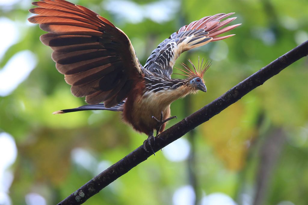 Clawed wings and dinosaur traits make the hoatzin the Amazon’s most baffling living fossil