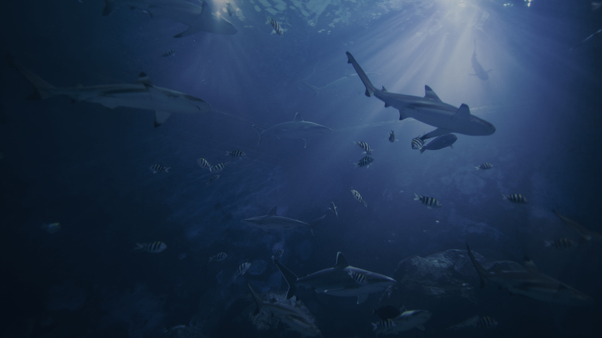 old species that reshapes our understanding of evolution and animal origins