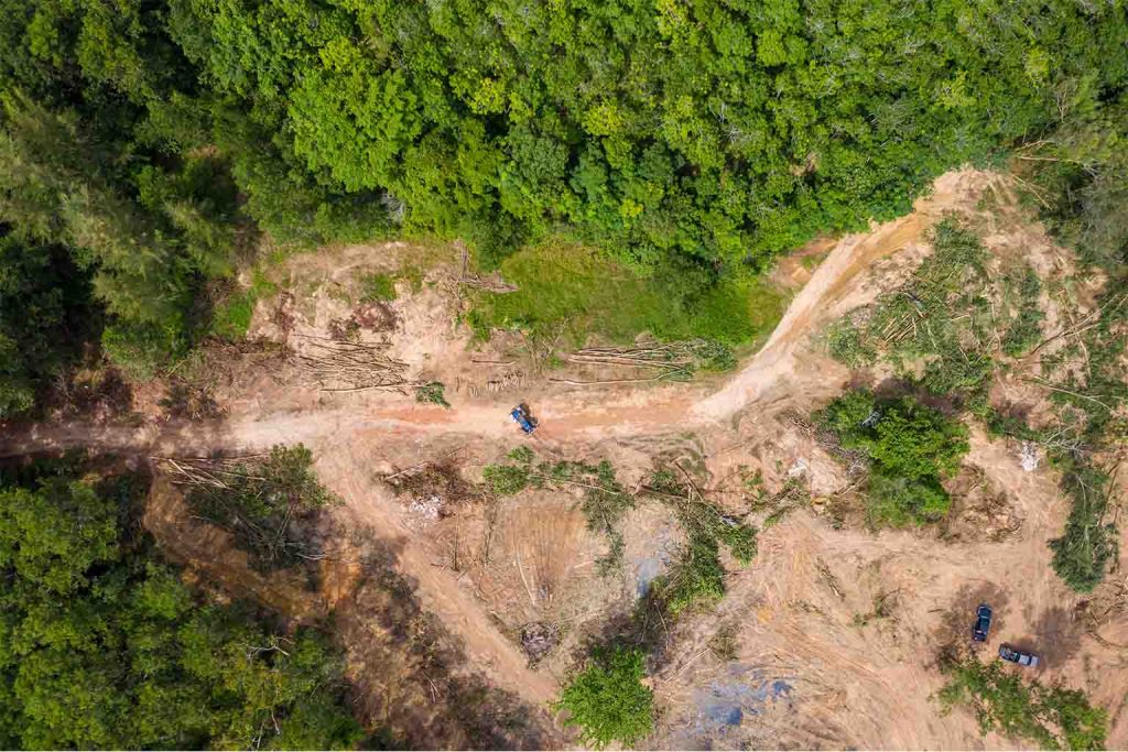 Experts reveal shocking truth about the fate of Earth’s trees and what it means for humanity