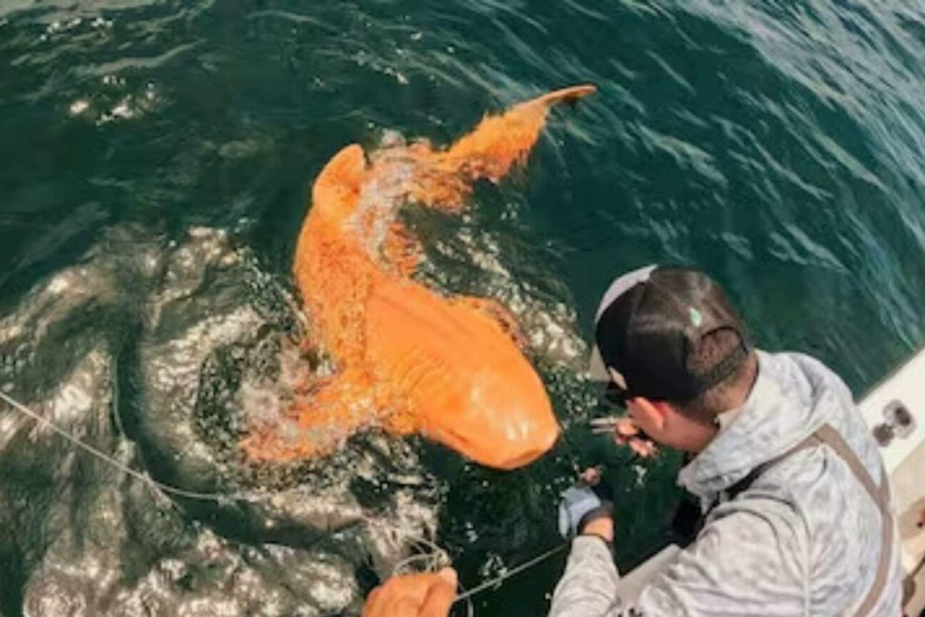 Garvin Watson’s glowing orange shark with white eyes stuns the world with a rare genetic twist