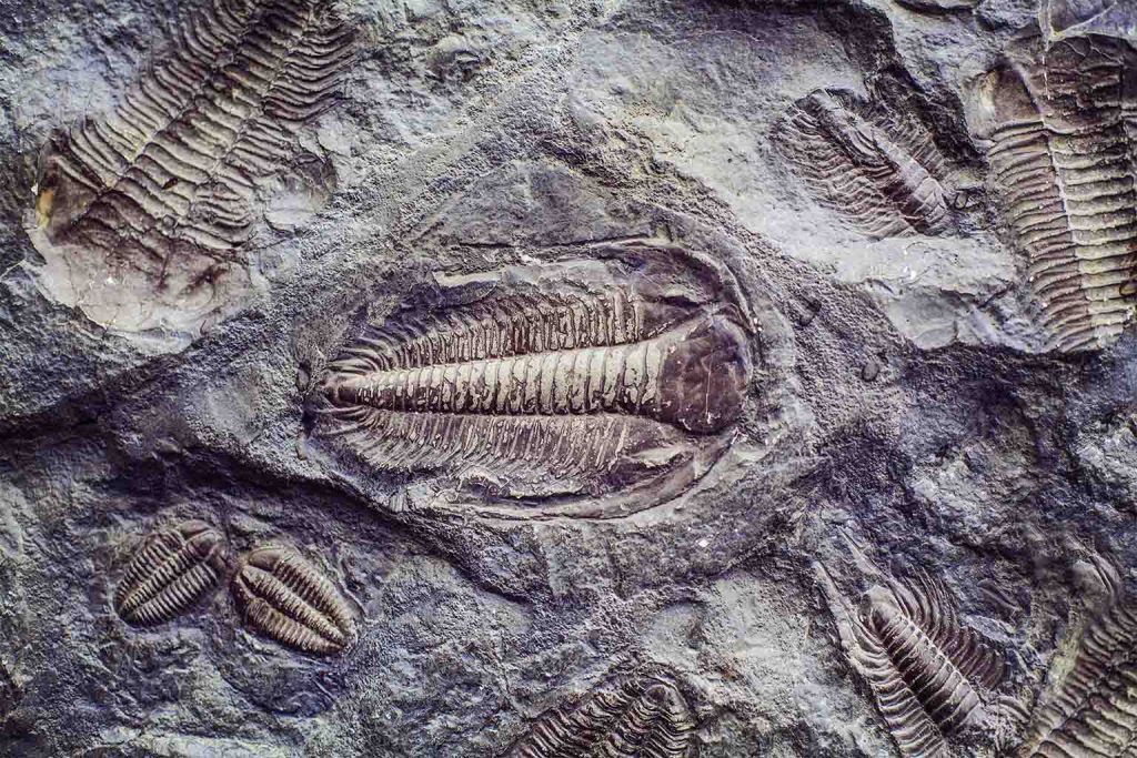 geologists uncover new 500 million year story beneath the grand canyon changing earth’s history forever