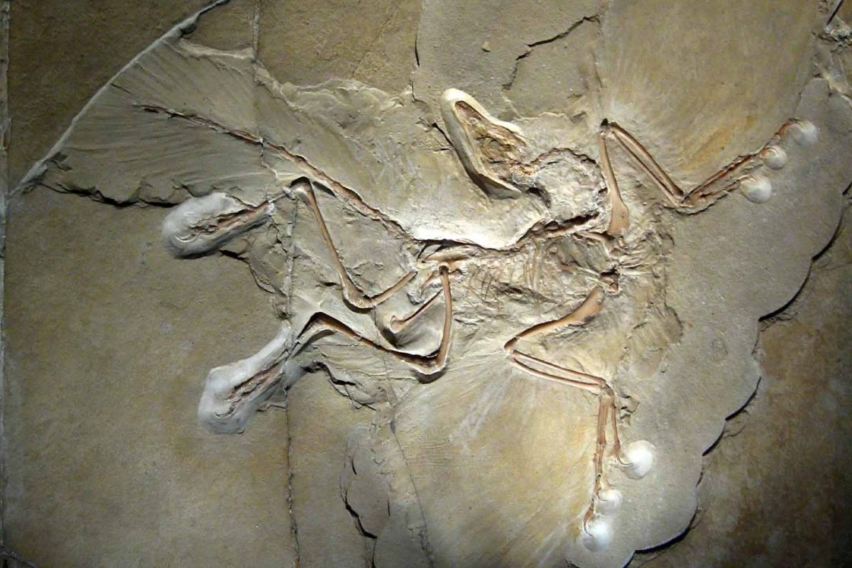 How a 150 million year old fossil unlocks flight secrets scientists