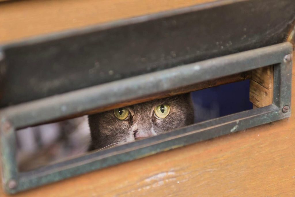 How long can cats safely be left alone? What science reveals about their loneliness and behavior