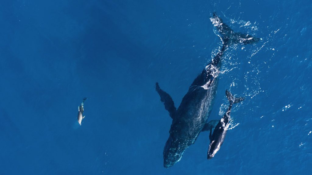 Humpback whale births spotted along migration routes challenge long-held beliefs about their journey's purpose