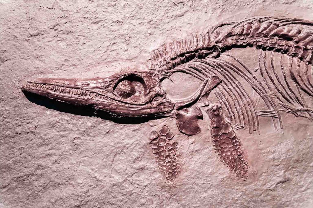 Jurassic sea beast fossil found in Portugal rewrites what we know about ancient marine reptiles