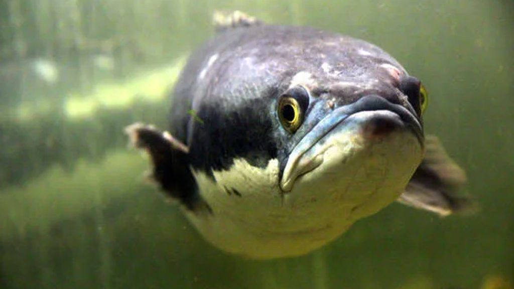 Lost for 85 years, this giant river predator mysteriously resurfaces in India’s Himalayas