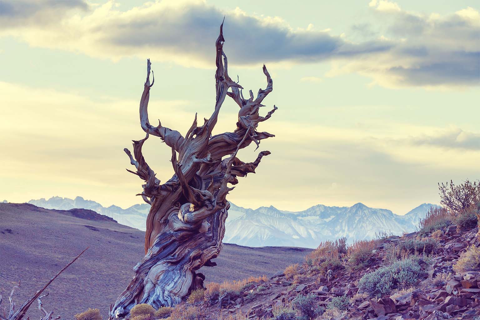 Methuselah: The Ancient Bristlecone Pine's Enduring Legacy - Article illustration from Journals Of India