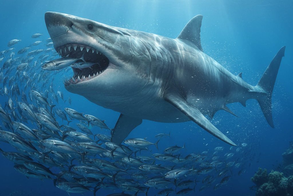 Megalodon’s massive appetite revealed: how this ocean giant survived by eating anything in its path