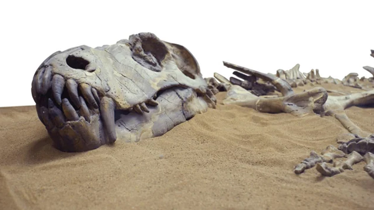 Most complete stegosaur skull found in Spain reshapes what we know about dinosaurs forever
