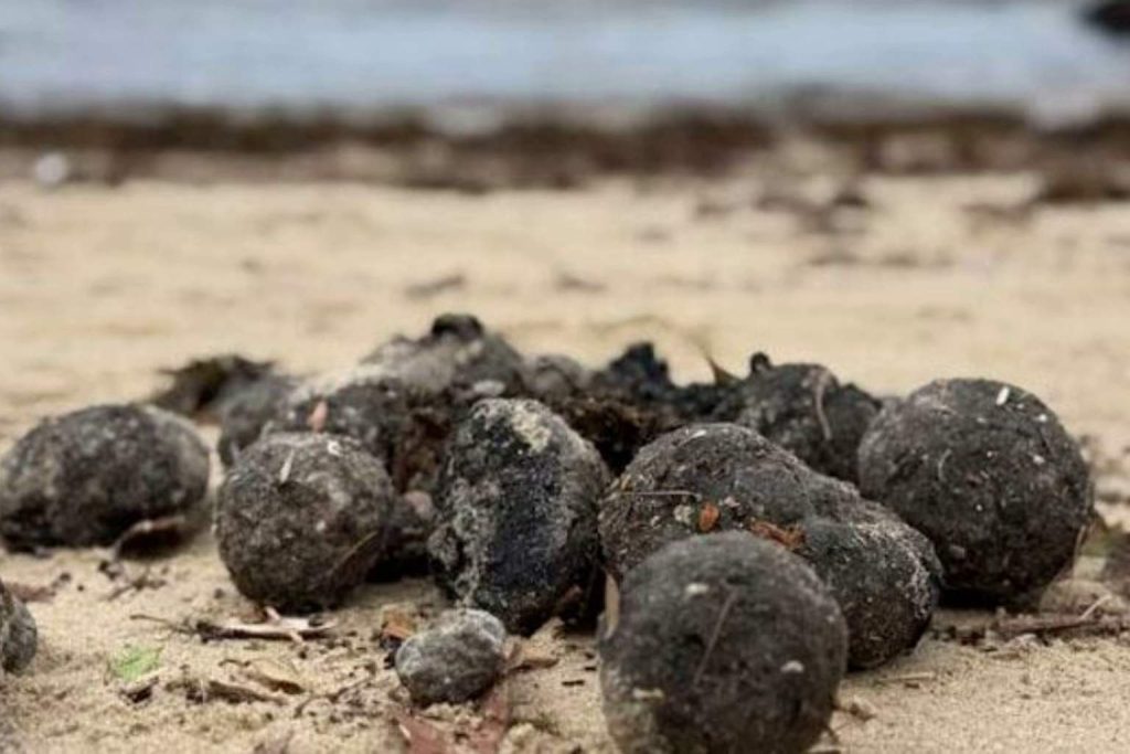Mysterious black balls wash up on Australian beaches—scientists trace origin and expose source of pollution crisis