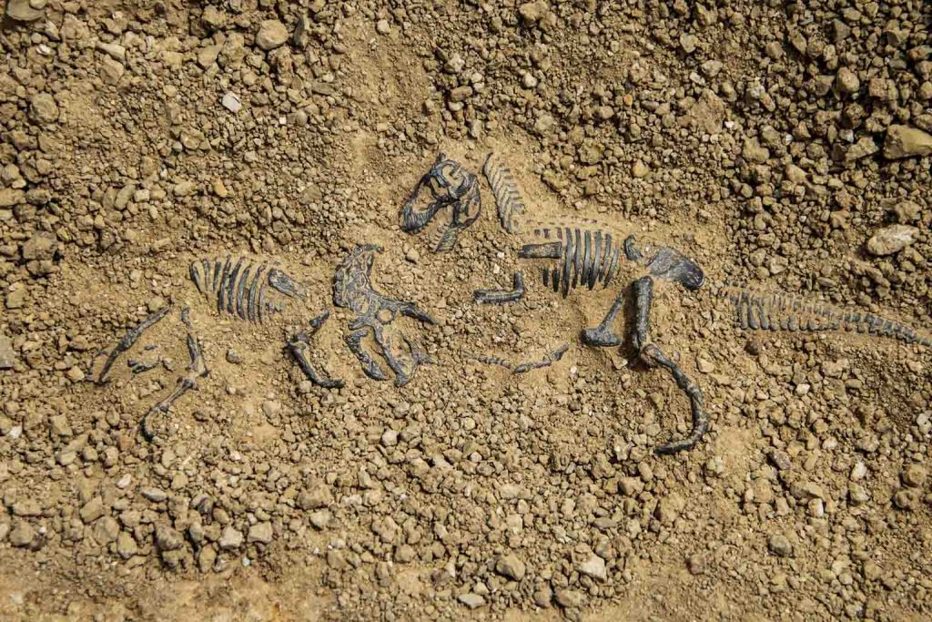 New duckbilled dinosaur found in Morocco reshapes Late Cretaceous evolution story