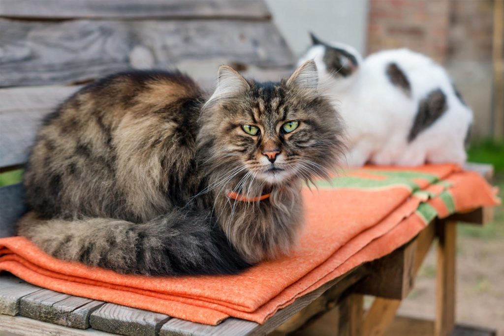 New genetic research reveals domestic cat origins linked to ancient Egyptian rituals honoring Bastet