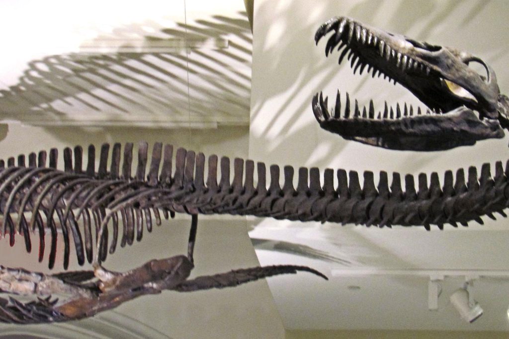 Newly discovered sea monster species in British Columbia rewrites marine reptile history and amazes scientists worldwide