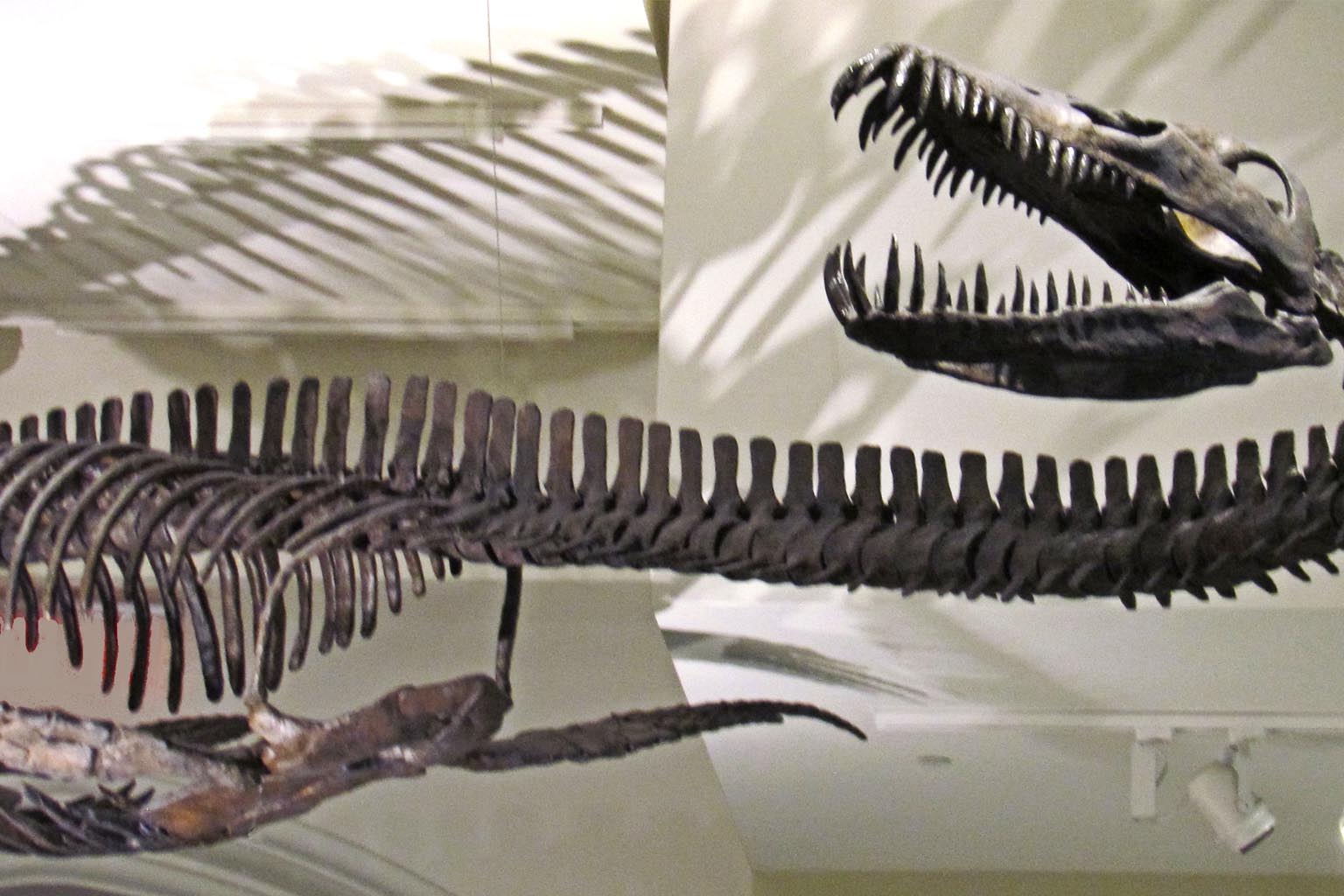 Newly discovered sea monster species in British Columbia rewrites marine reptile history and amazes scientists worldwide