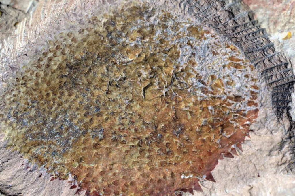 Paleontologists reveal the unexpected true identity of a 500-million-year-old fossil