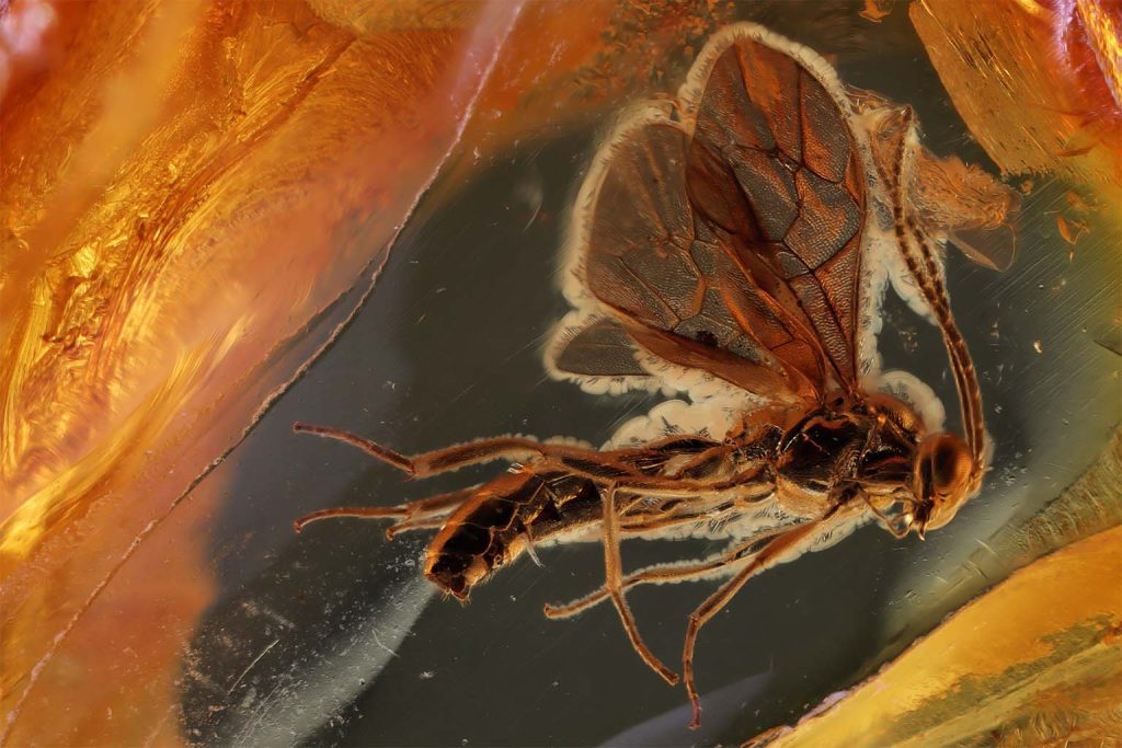 Rare amber fossil captures epic 100-million-year-old spider attack frozen in time