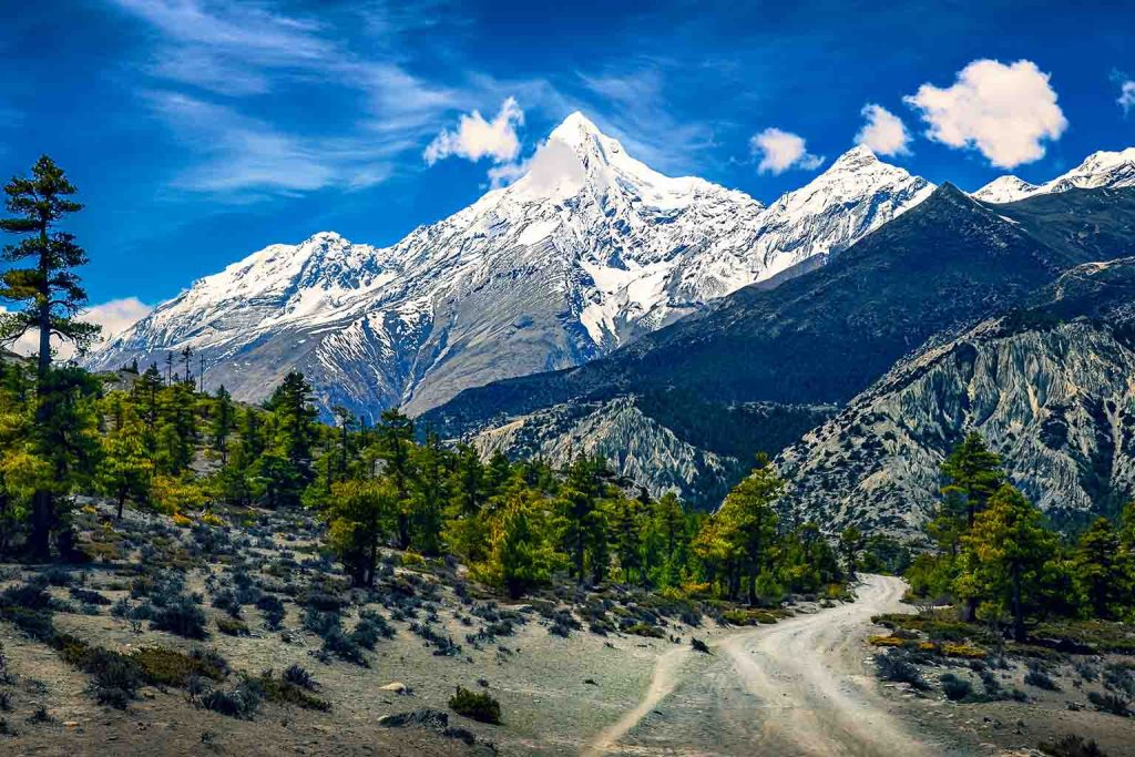 Rare clouded leopard captured on camera in the remote Tibetan Himalayas surprises scientists