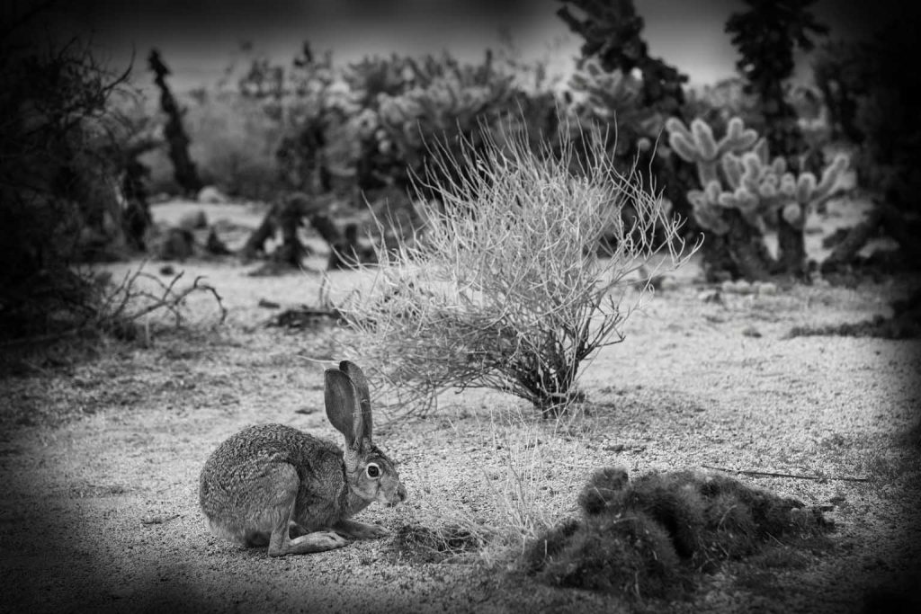 Rare rabbit thought extinct for 120 years makes astonishing comeback in Mexico’s cloud forests