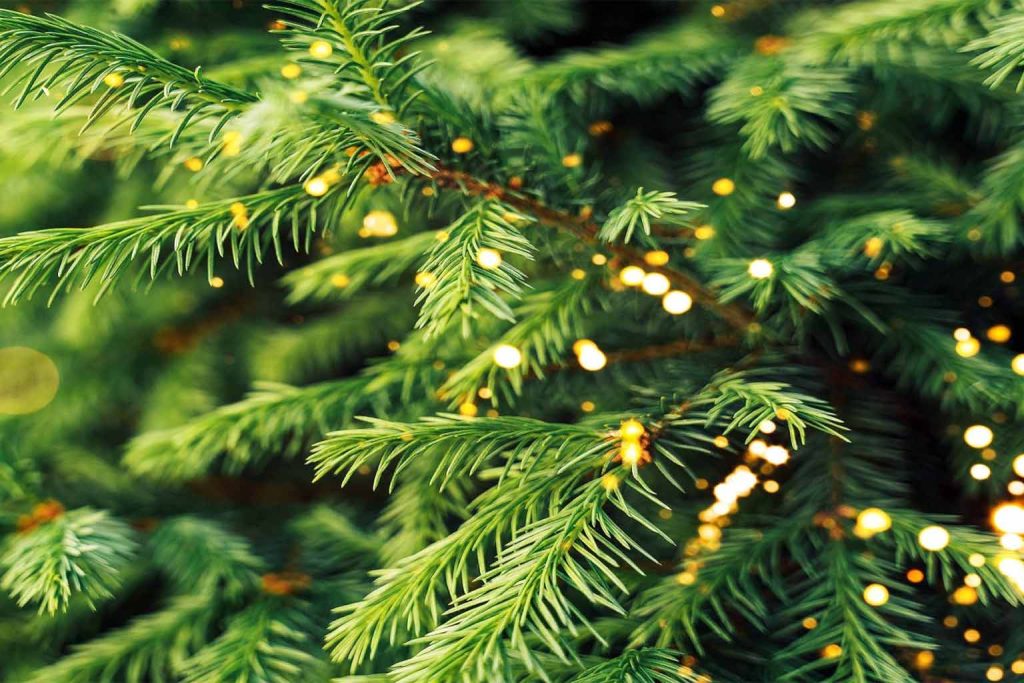 Scientists discover gold nanoparticles hidden inside Finnish spruce needles