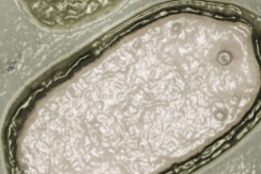 scientists discover hundreds of new giant viruses quietly shaping ocean ecosystems and marine life